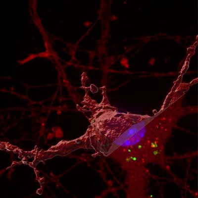 Image credit: Dr Juan Polanco, The University of Queensland.